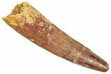 Fossil Spinosaurus Tooth - Real Dinosaur Tooth #357805-1